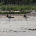 American Oyster Catchers